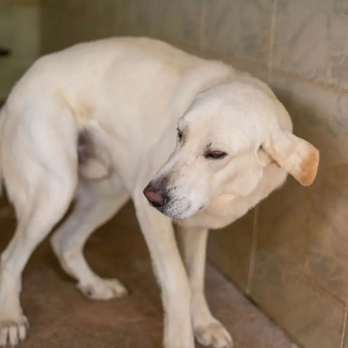 Adoption Fito