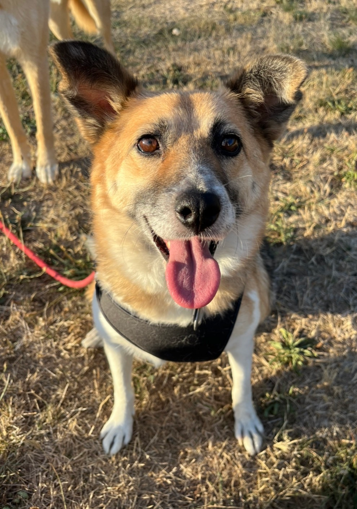 Adoption Velora