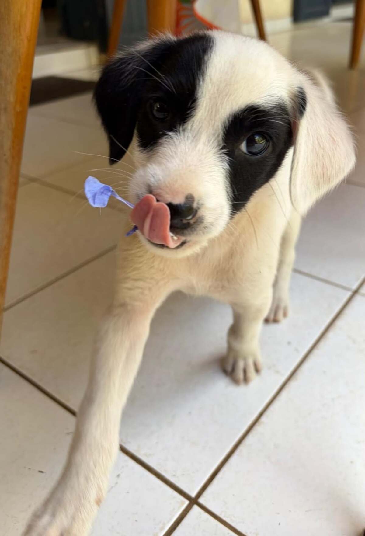 Adoption Billy