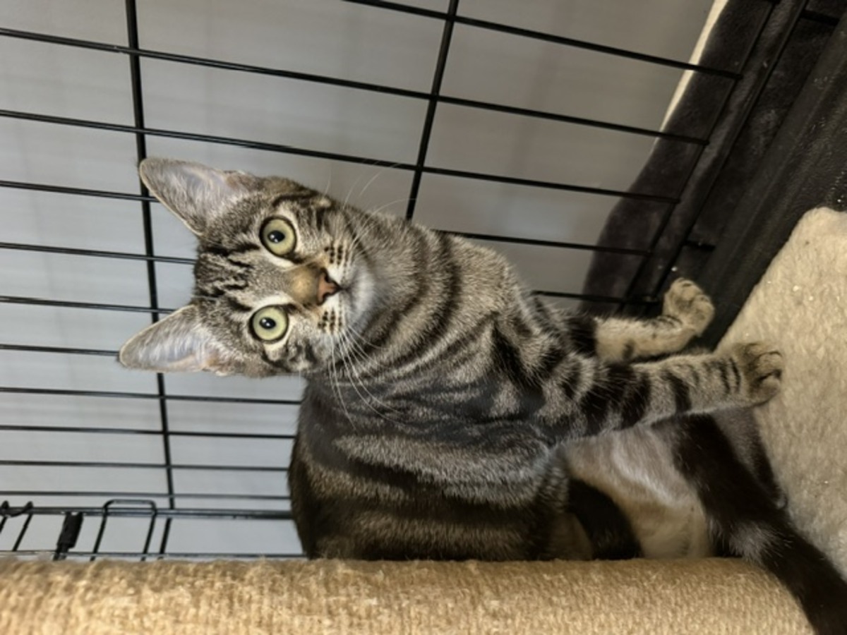 Adoption Sunshine et Sunset