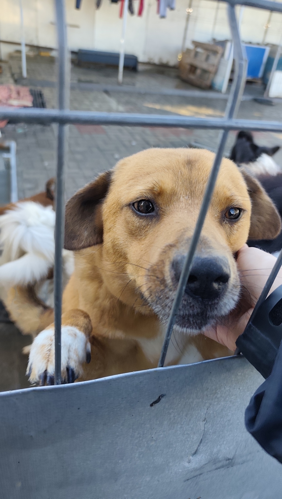Adoption Eros