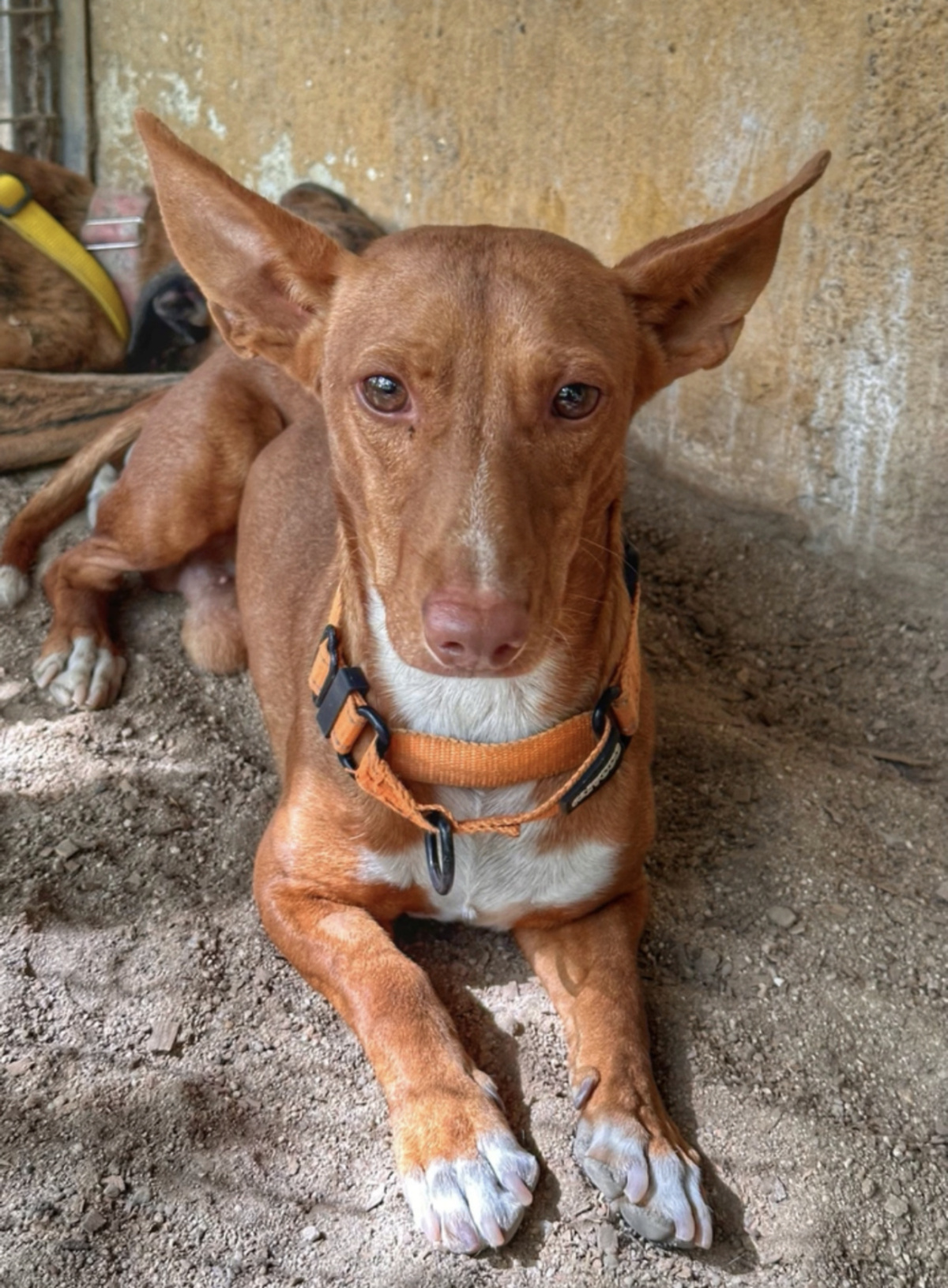 Adoption Chencho