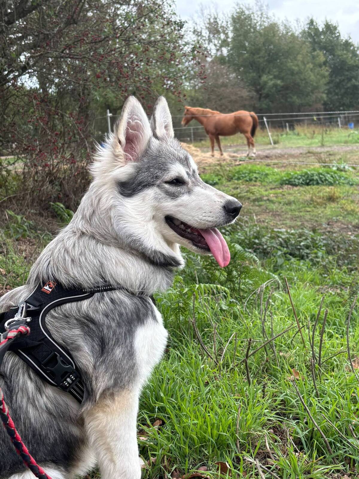 Adoption Bella
