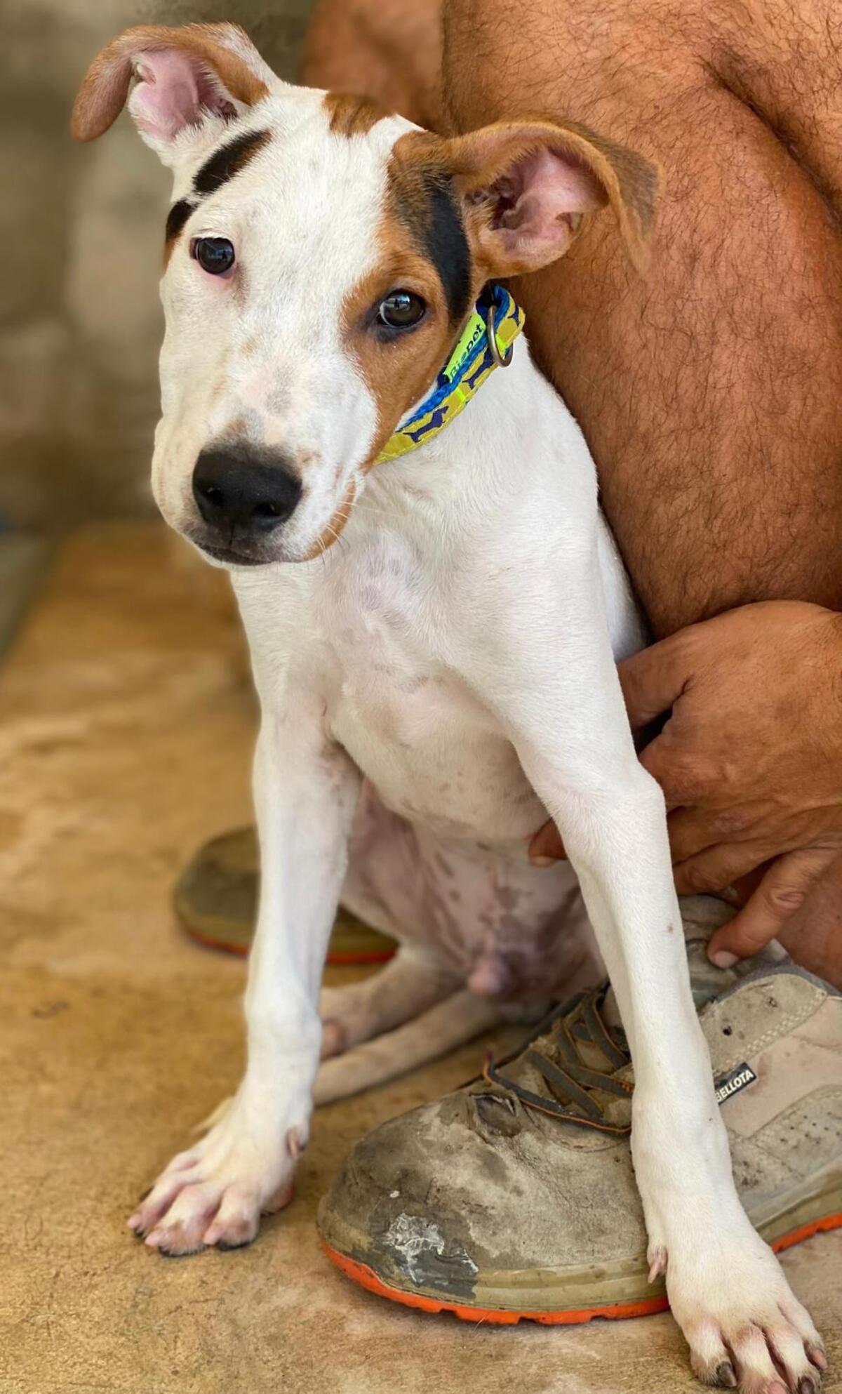 Adoption Benjamin
