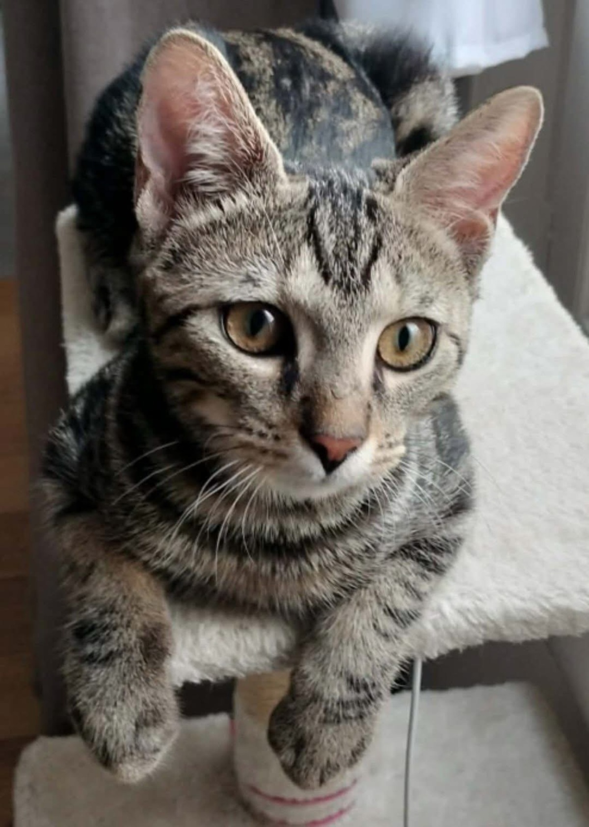 Adoption SARTRE