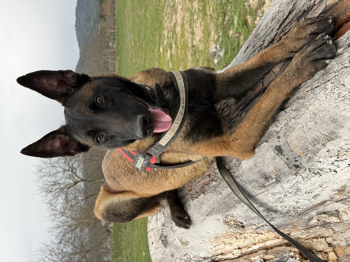 Adoption Farah