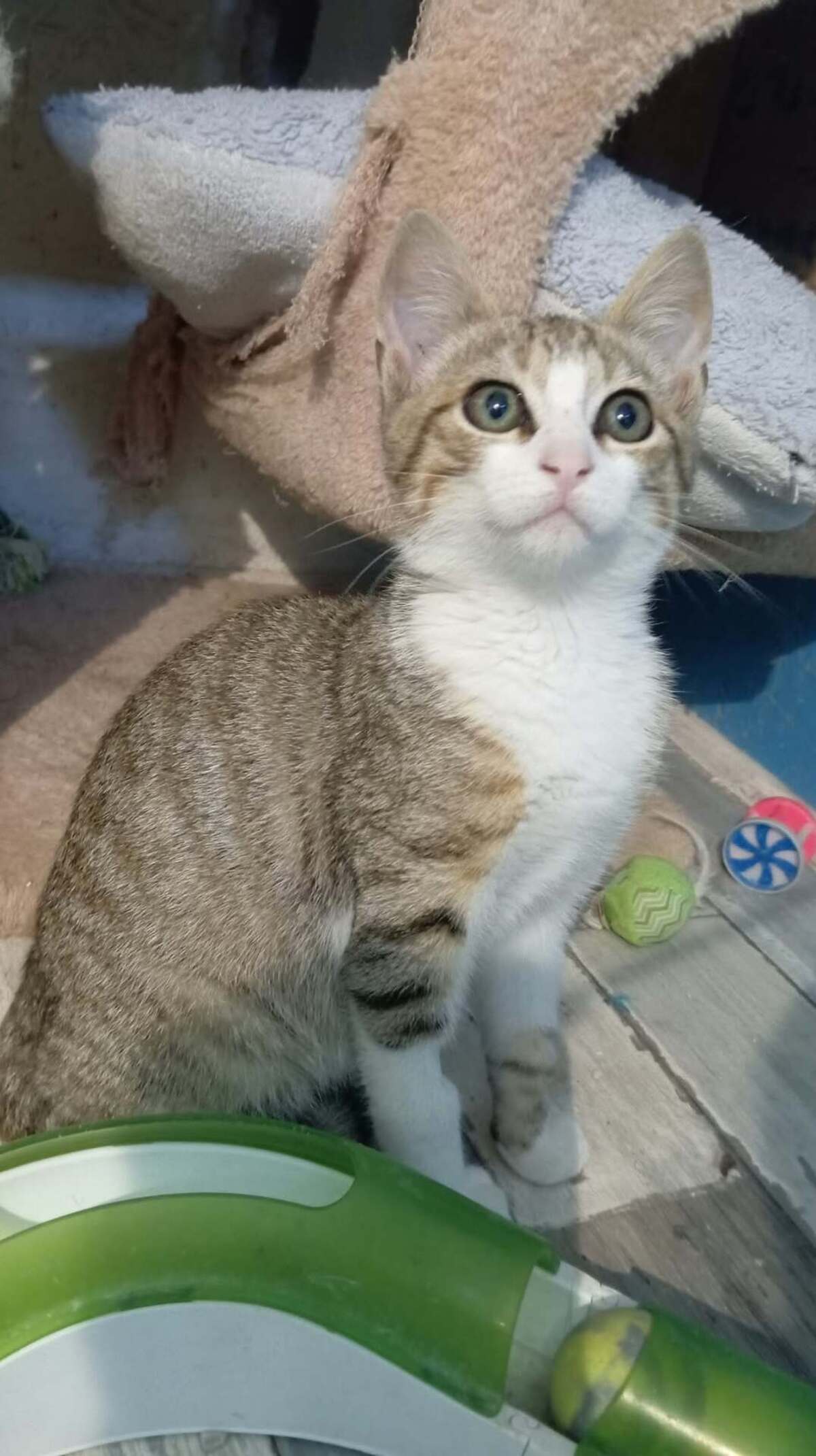 Adoption TITO