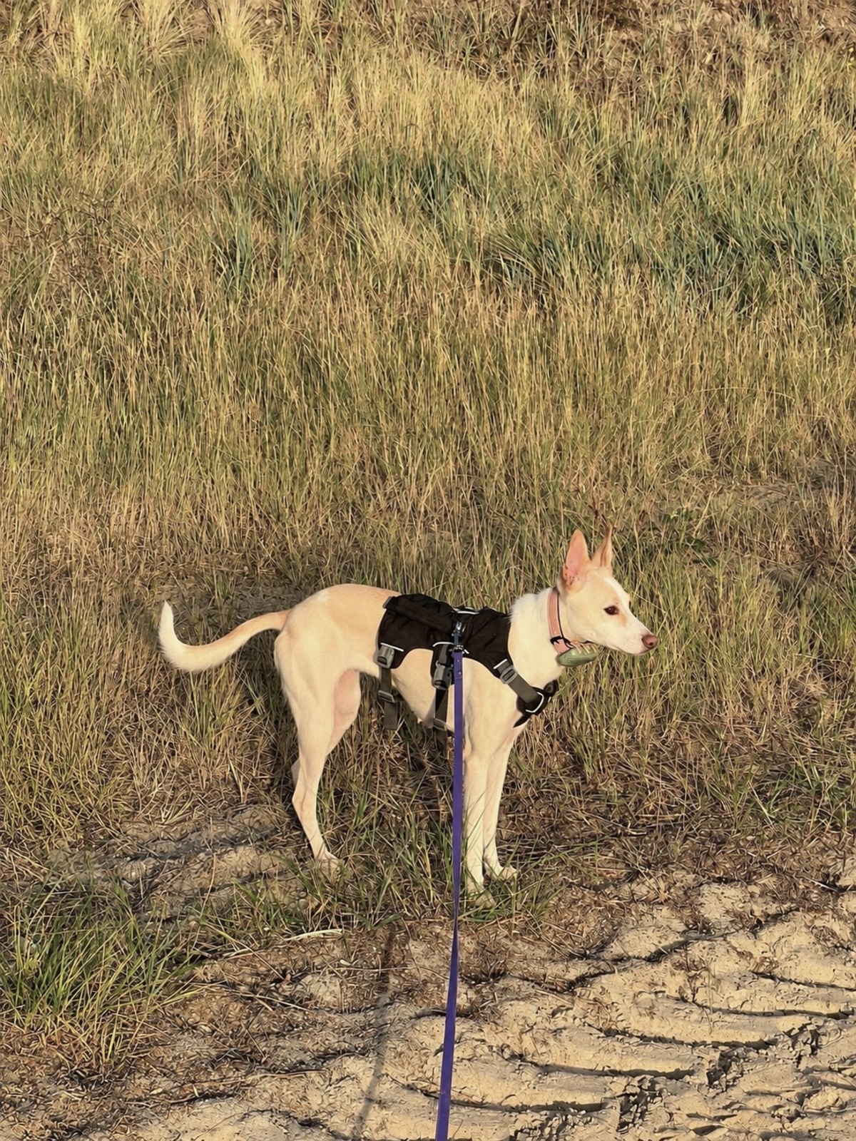 Adoption Lilou