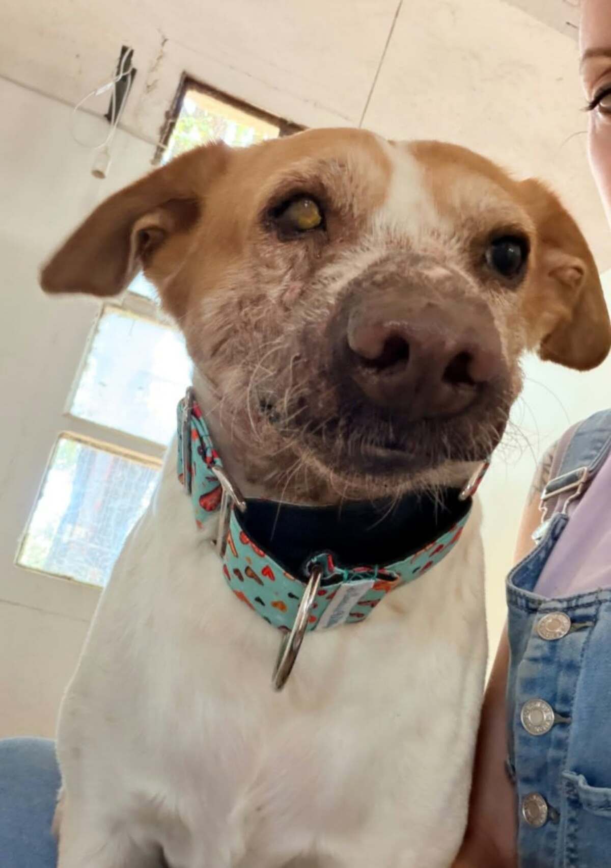 Adoption Panceta