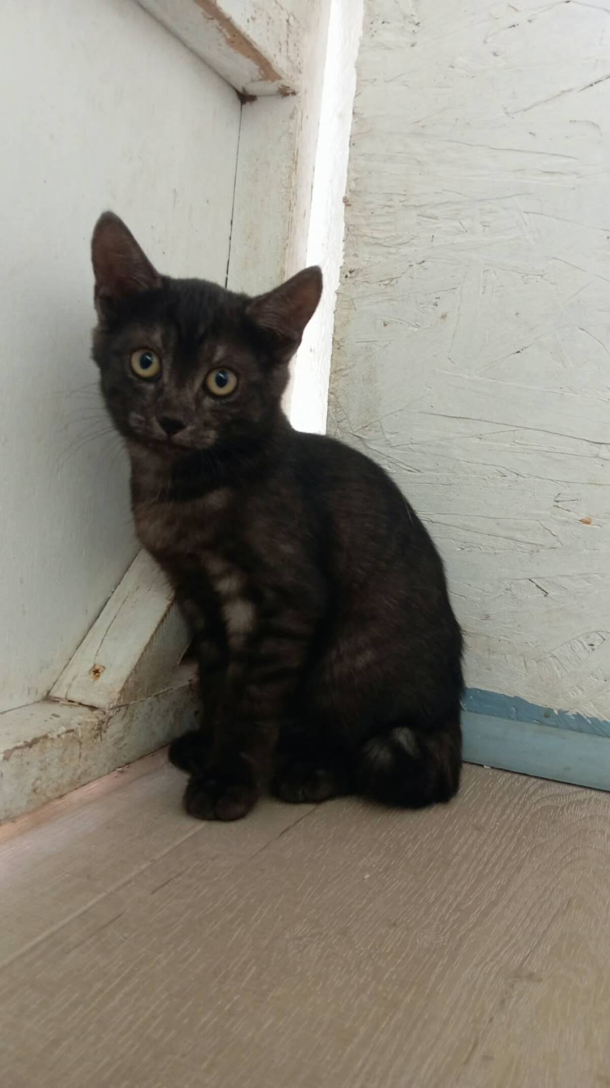 Adoption Romeo