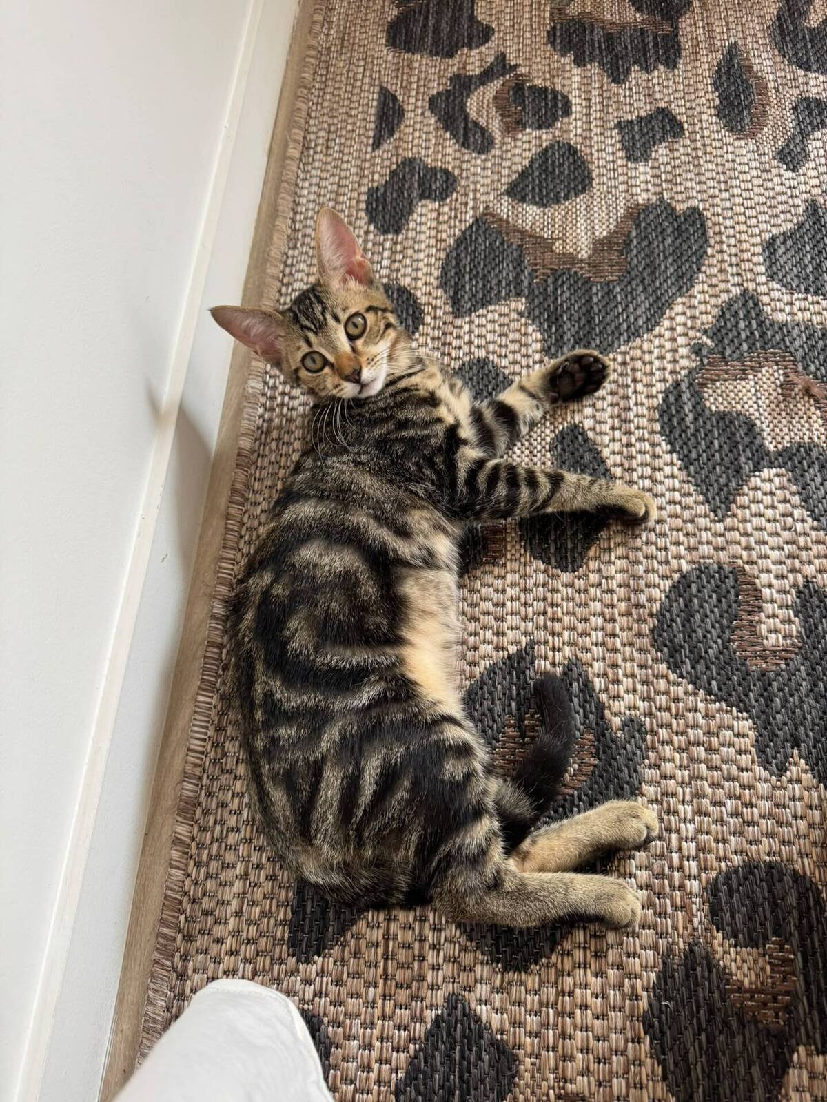 Adoption Gumble