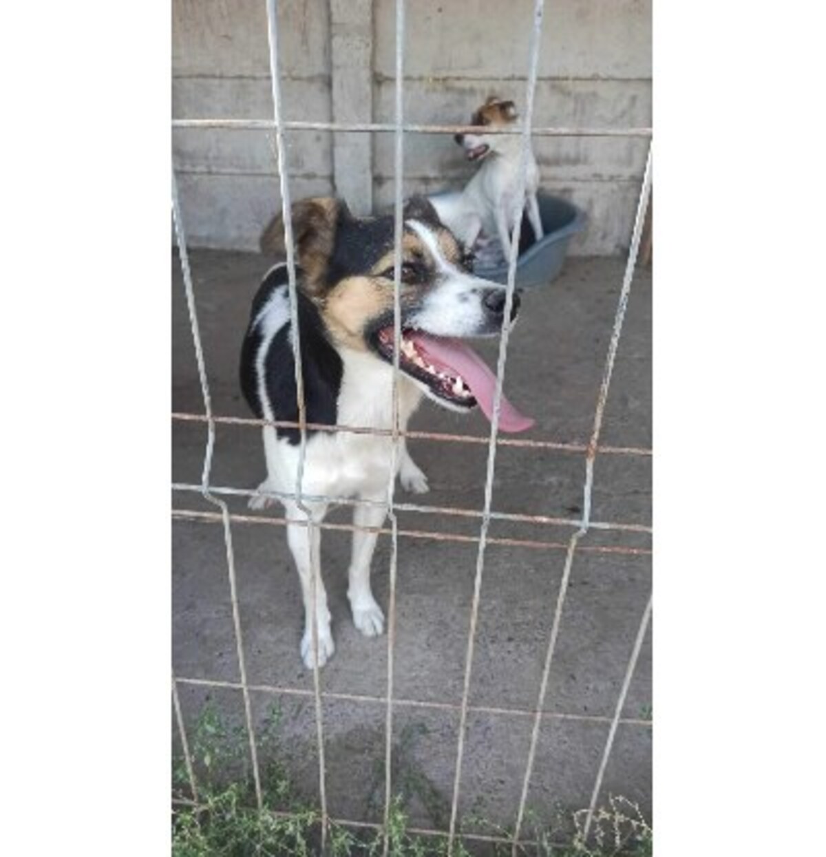 Adoption Eliza
