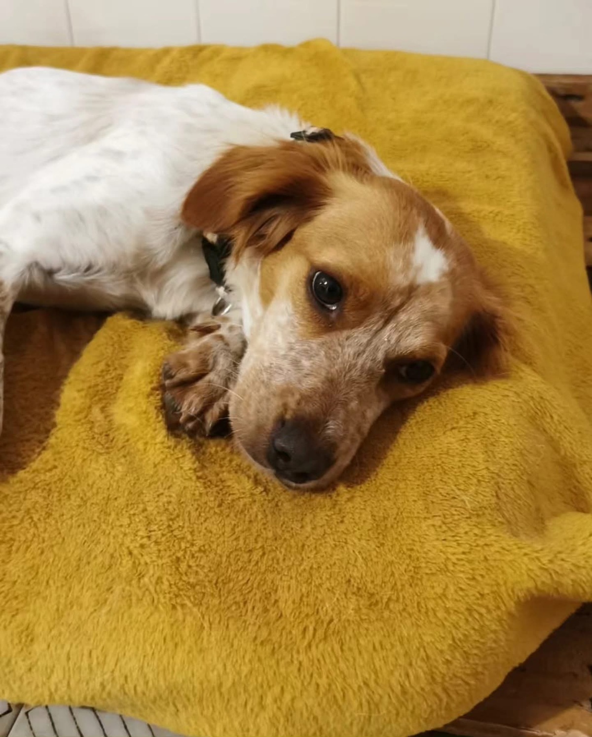 Adoption Poupette