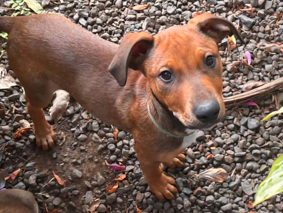 Adoption Blue