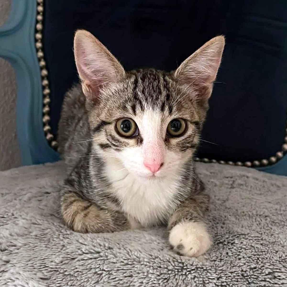 Adoption OLYMPE