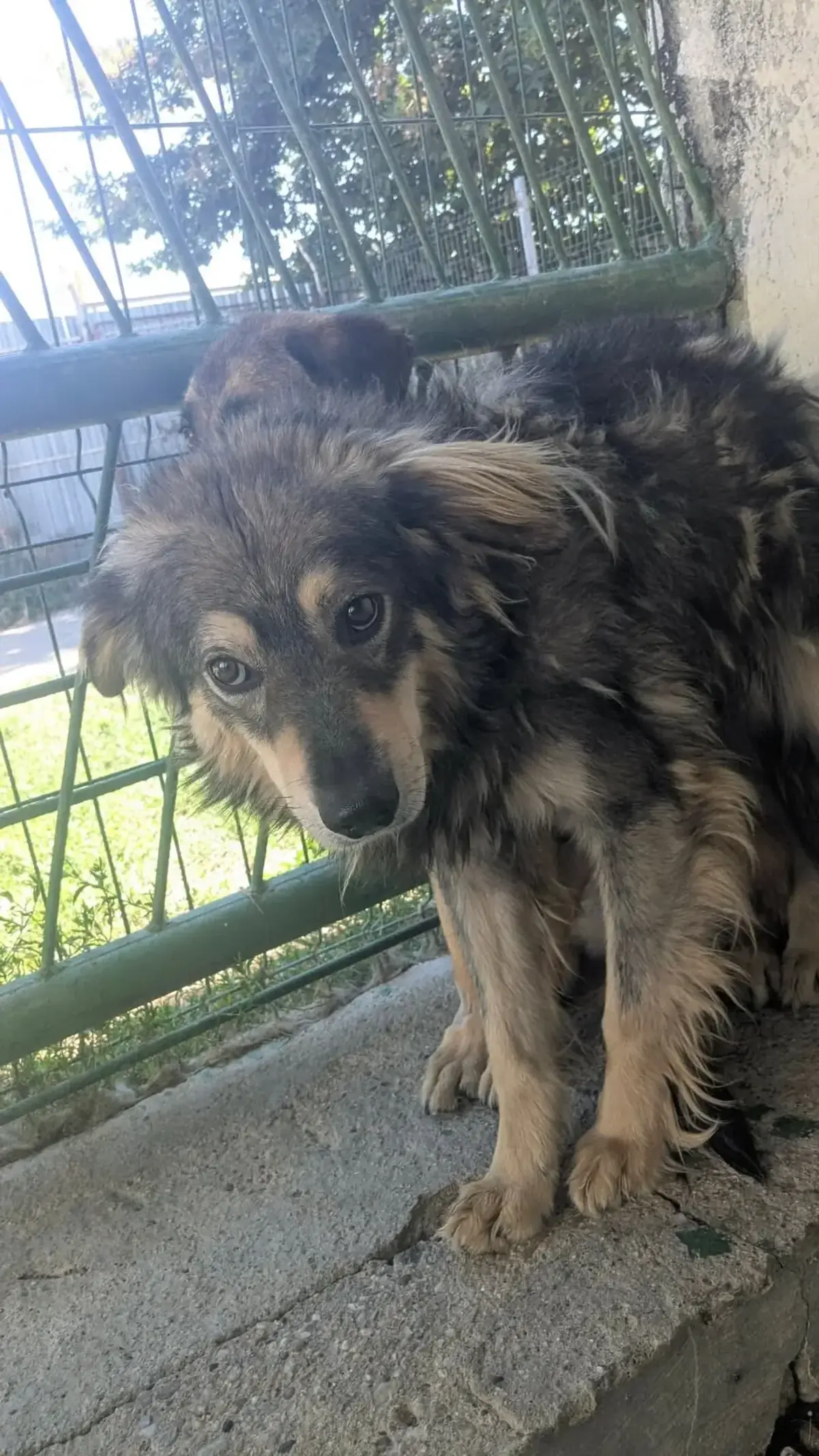 Adoption Ulysse