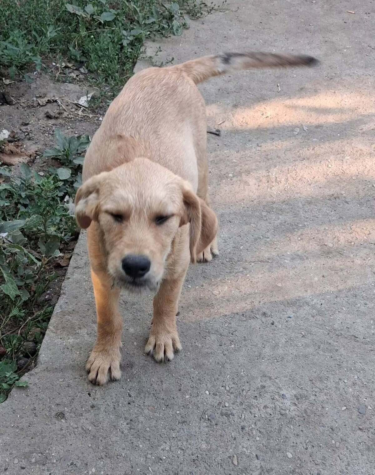Adoption Schnappi