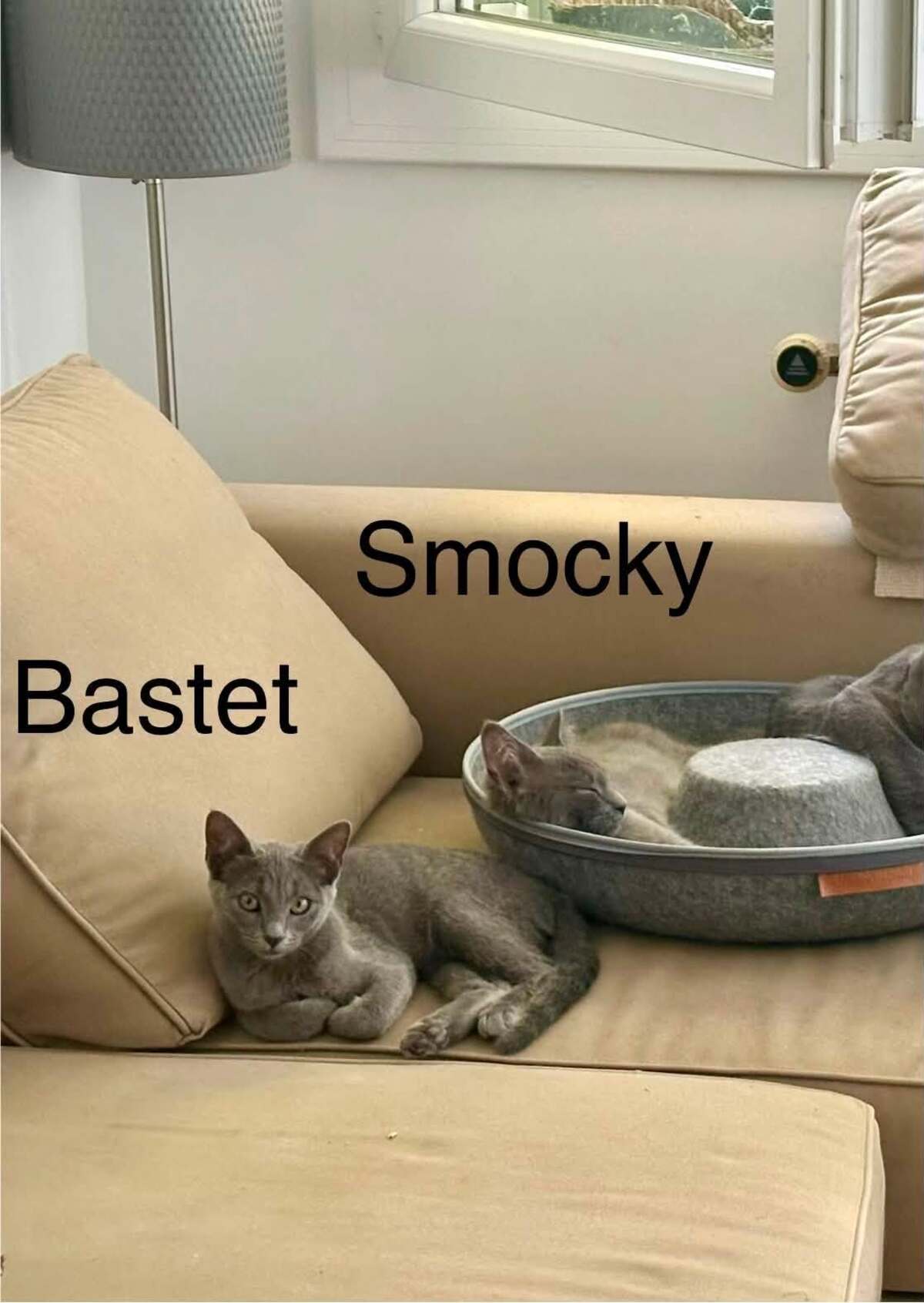 Adoption SMOCKY et BASTET