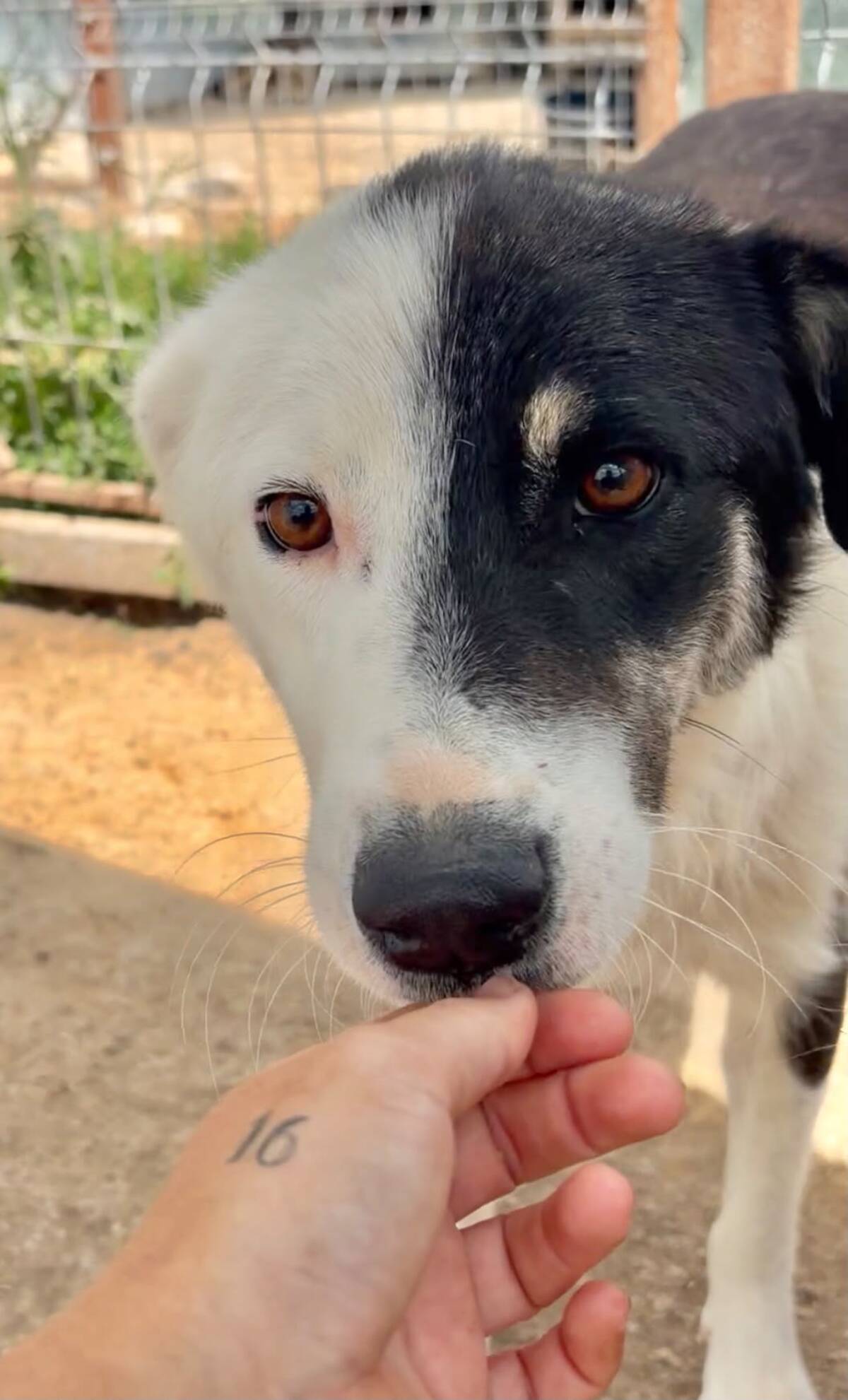 Adoption Flossie