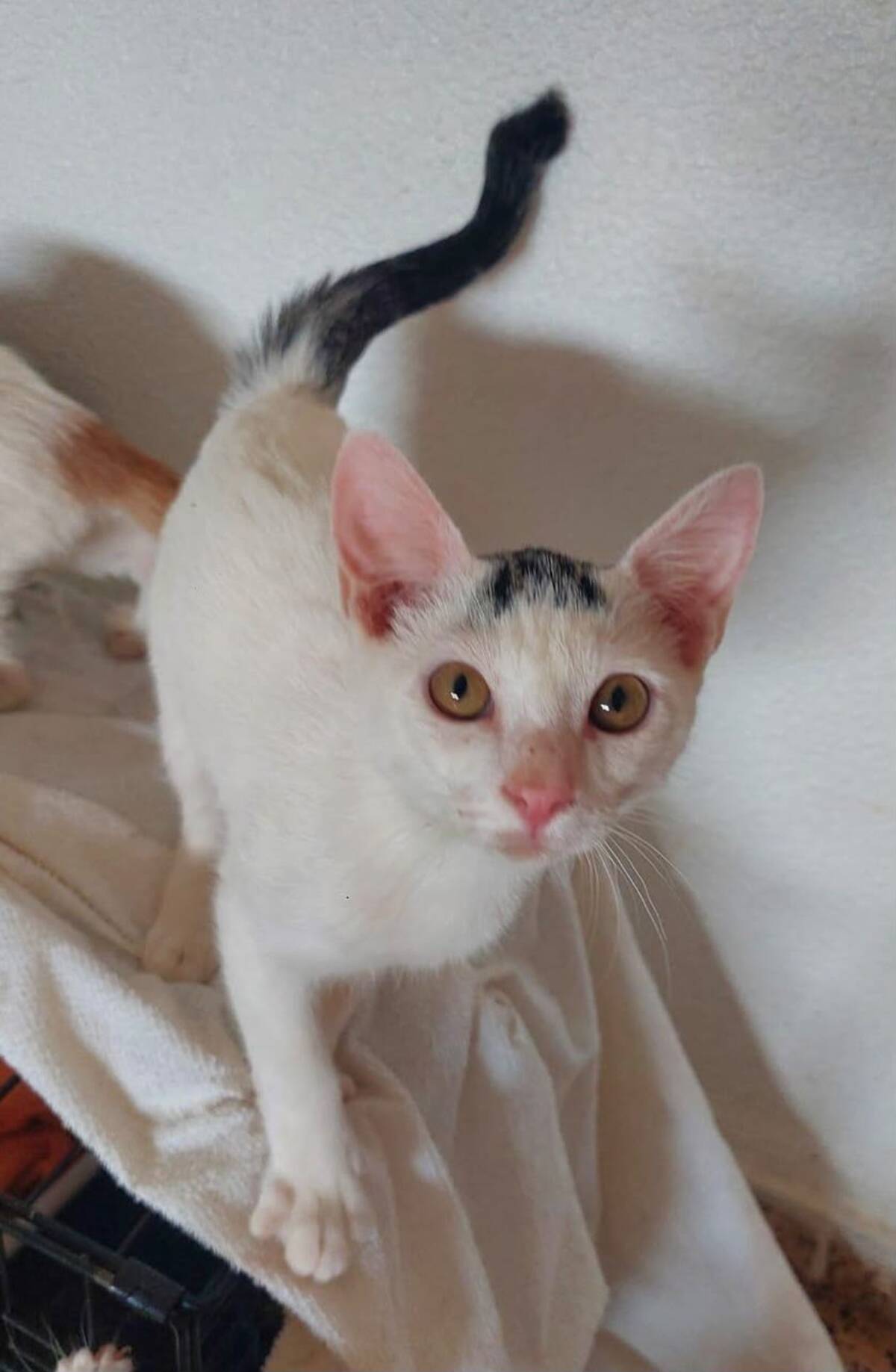 Adoption SUGAR