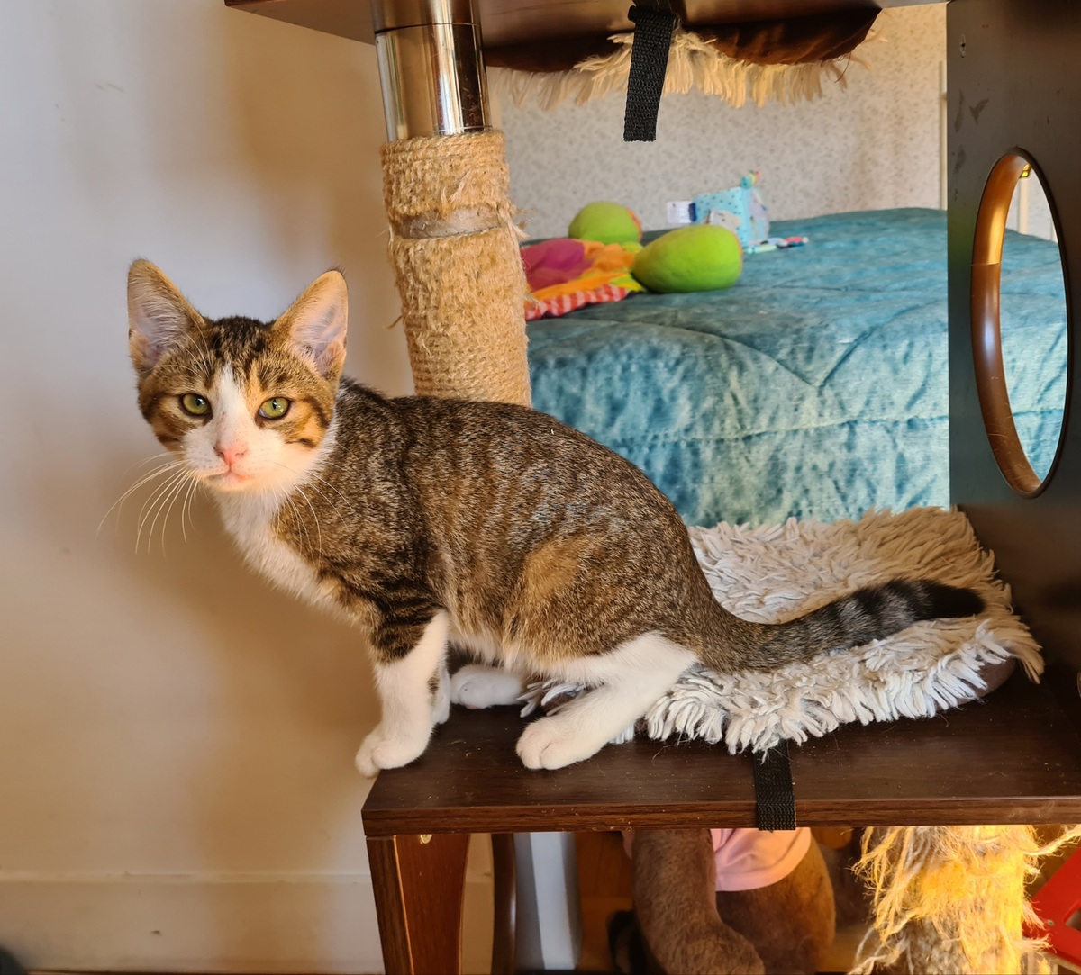 Adoption Rintintin