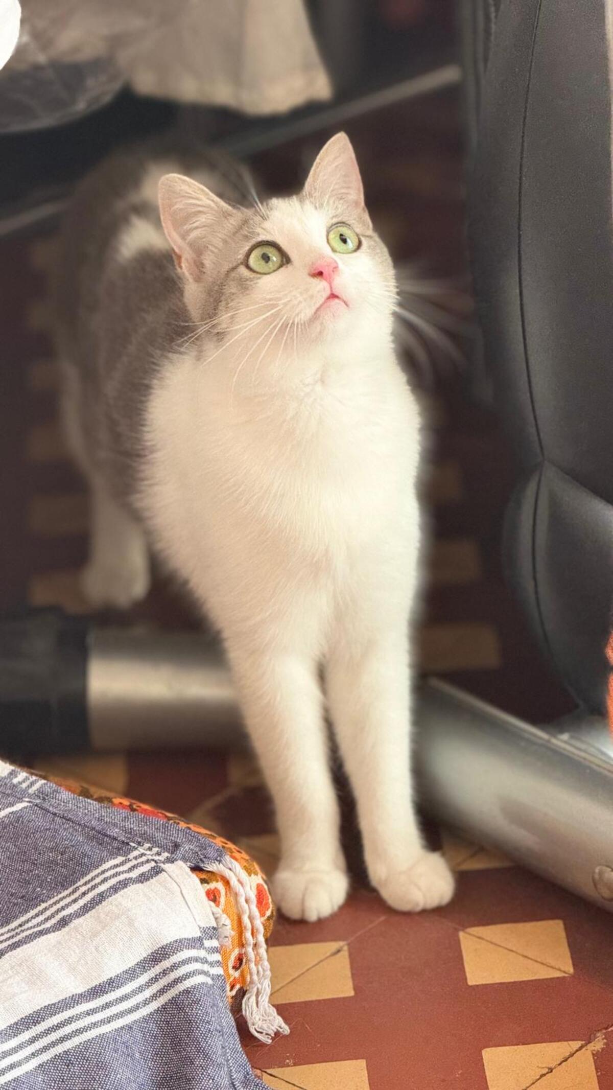 Adoption Livia