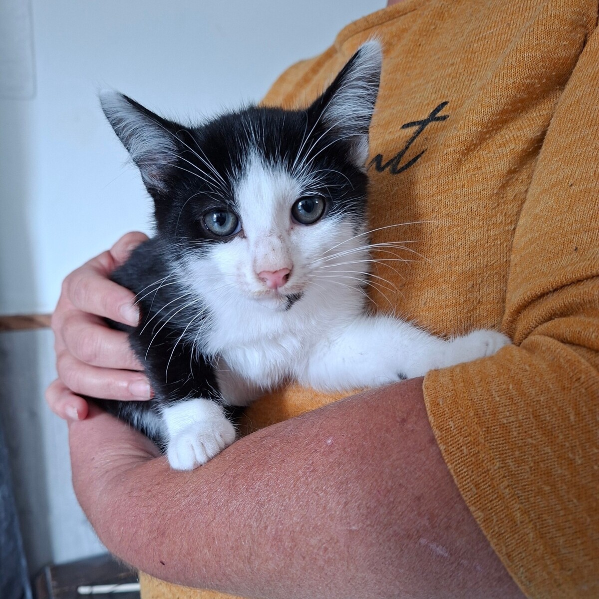 Adoption Bagdad