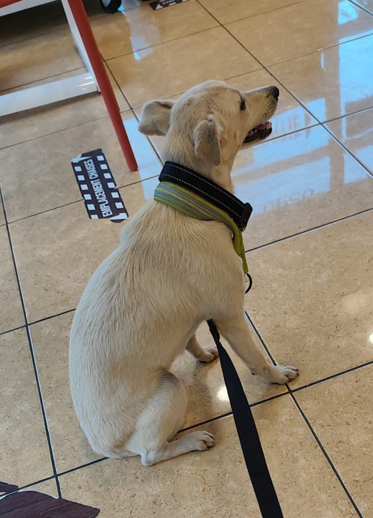 Adoption Bora