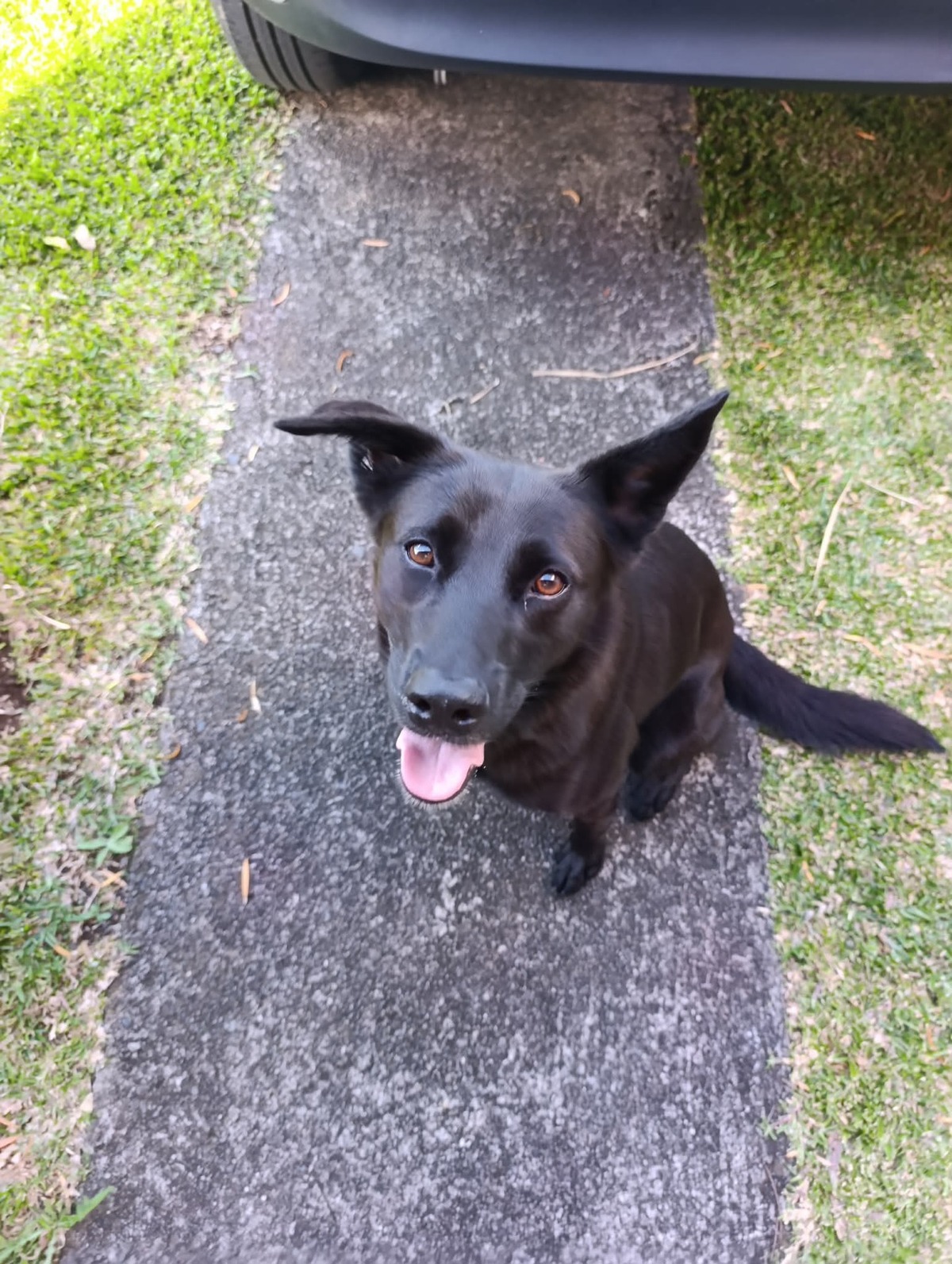 Adoption Nova 
