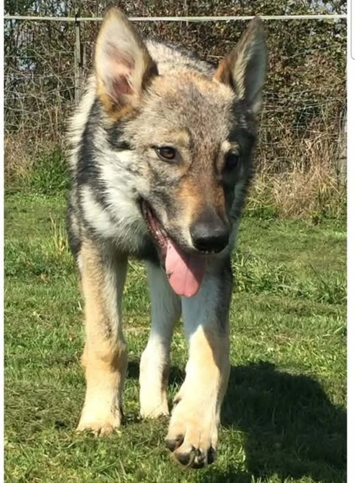 Adoption Pyuna