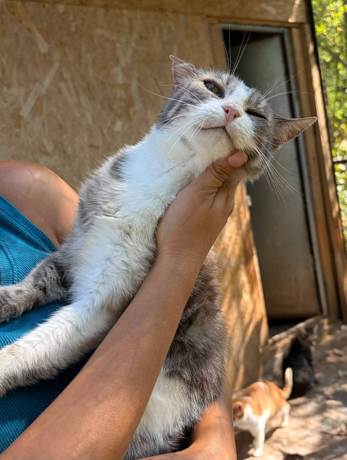 Adoption Heart