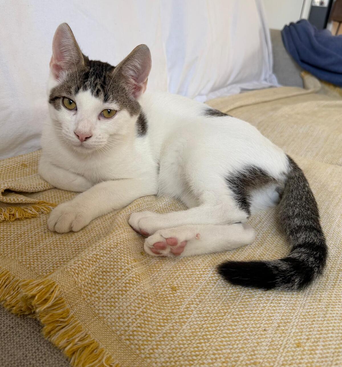Adoption Ado