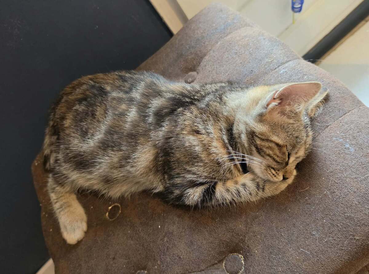 Adoption Bonnie