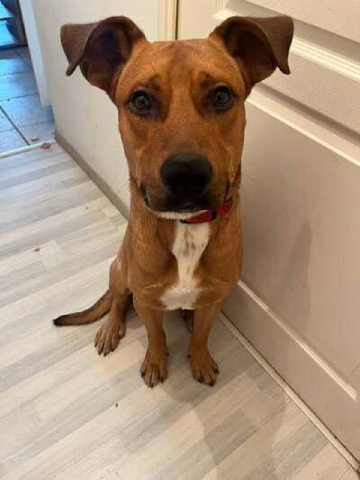 Adoption Scoobydoo