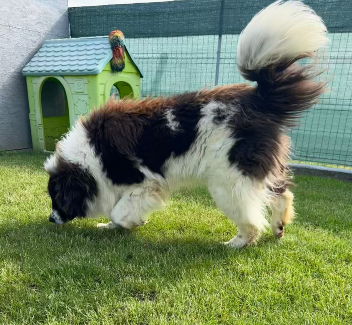 Adoption Scruffy