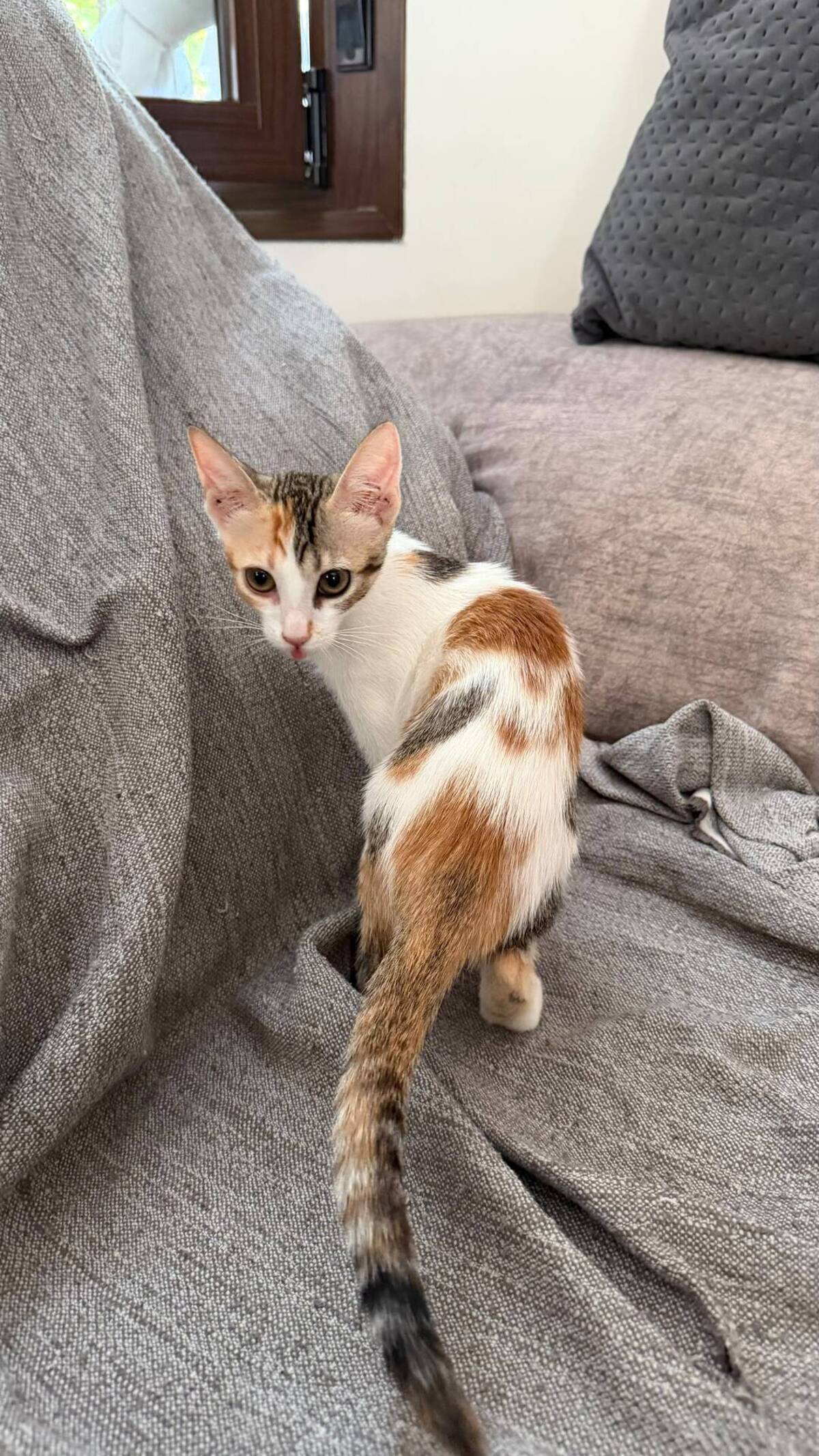 Adoption Rosa