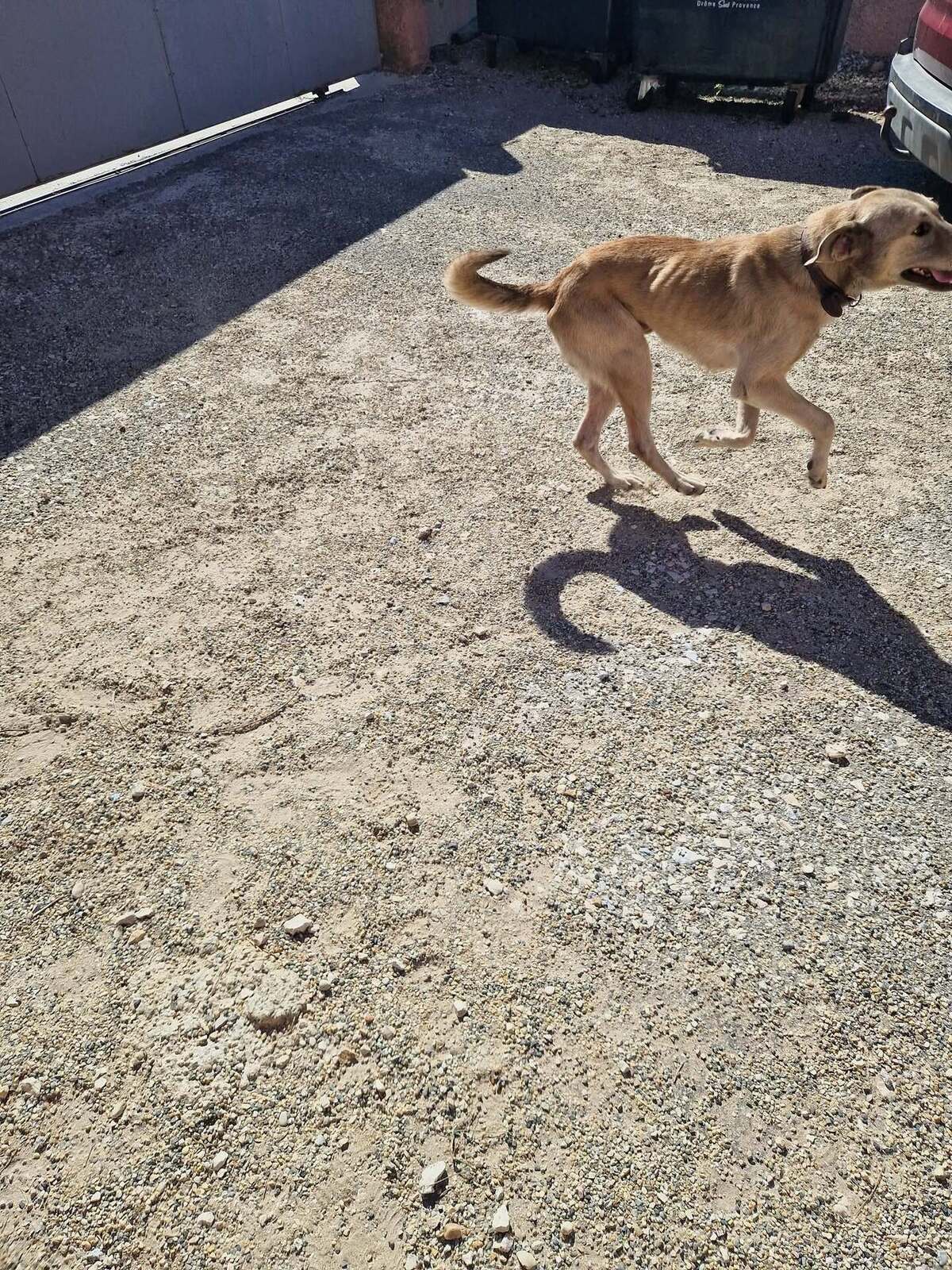 Adoption Alfred