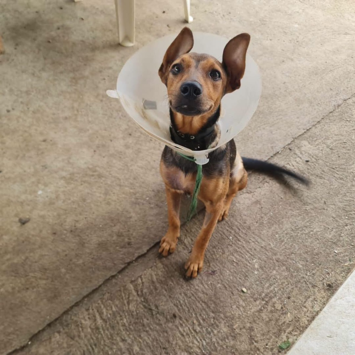 Adoption Paprika