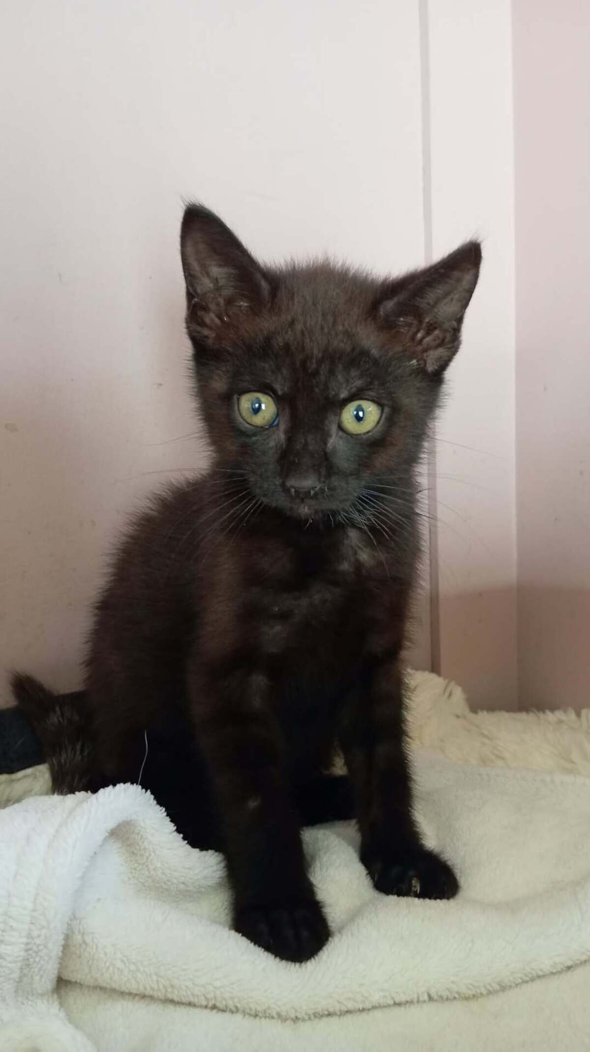 Adoption DIABOLO