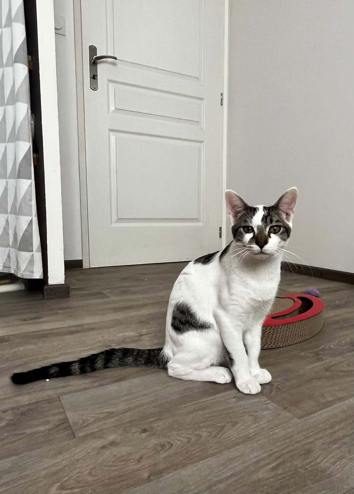 Adoption Bambou