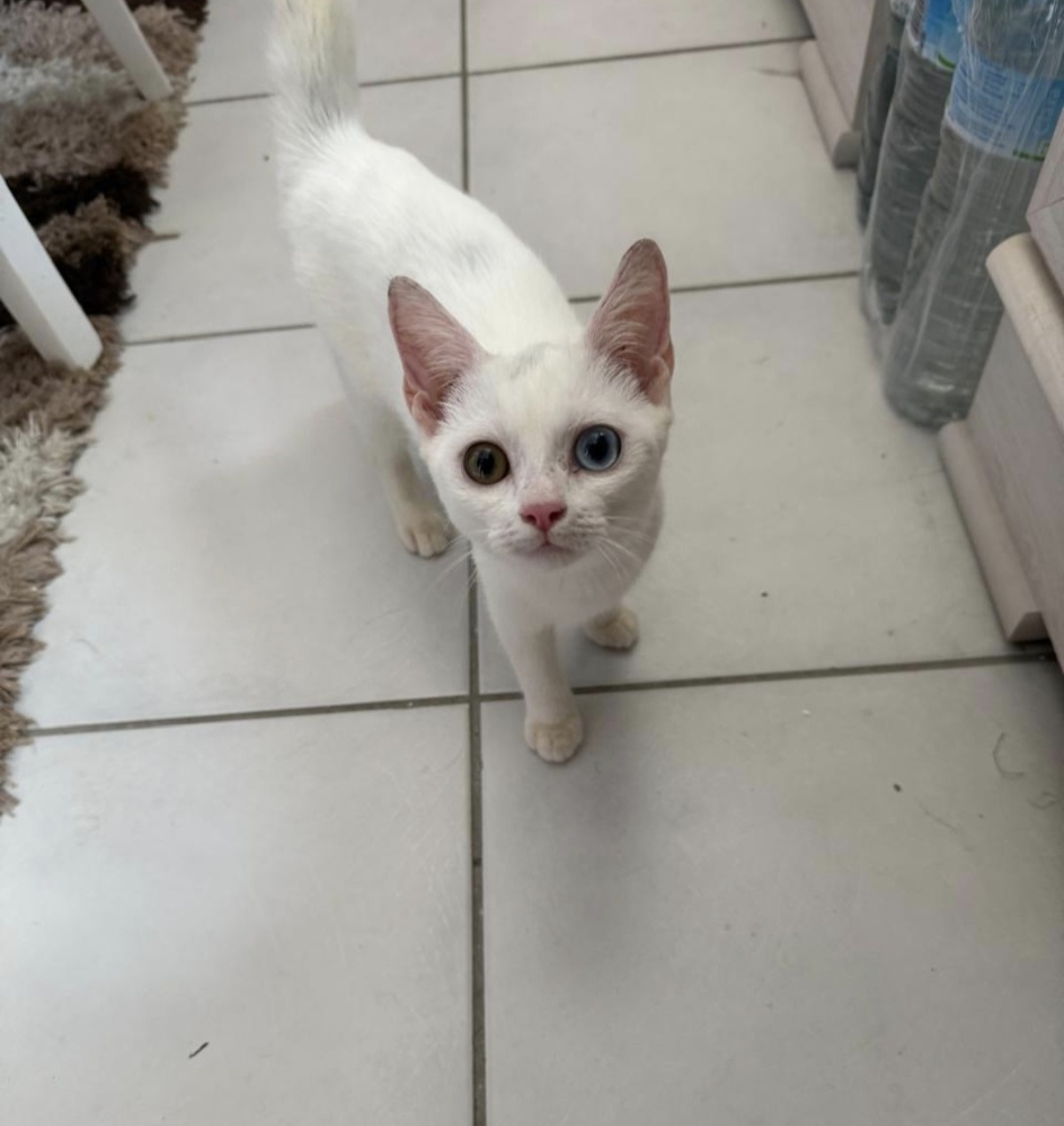 Adoption Iris