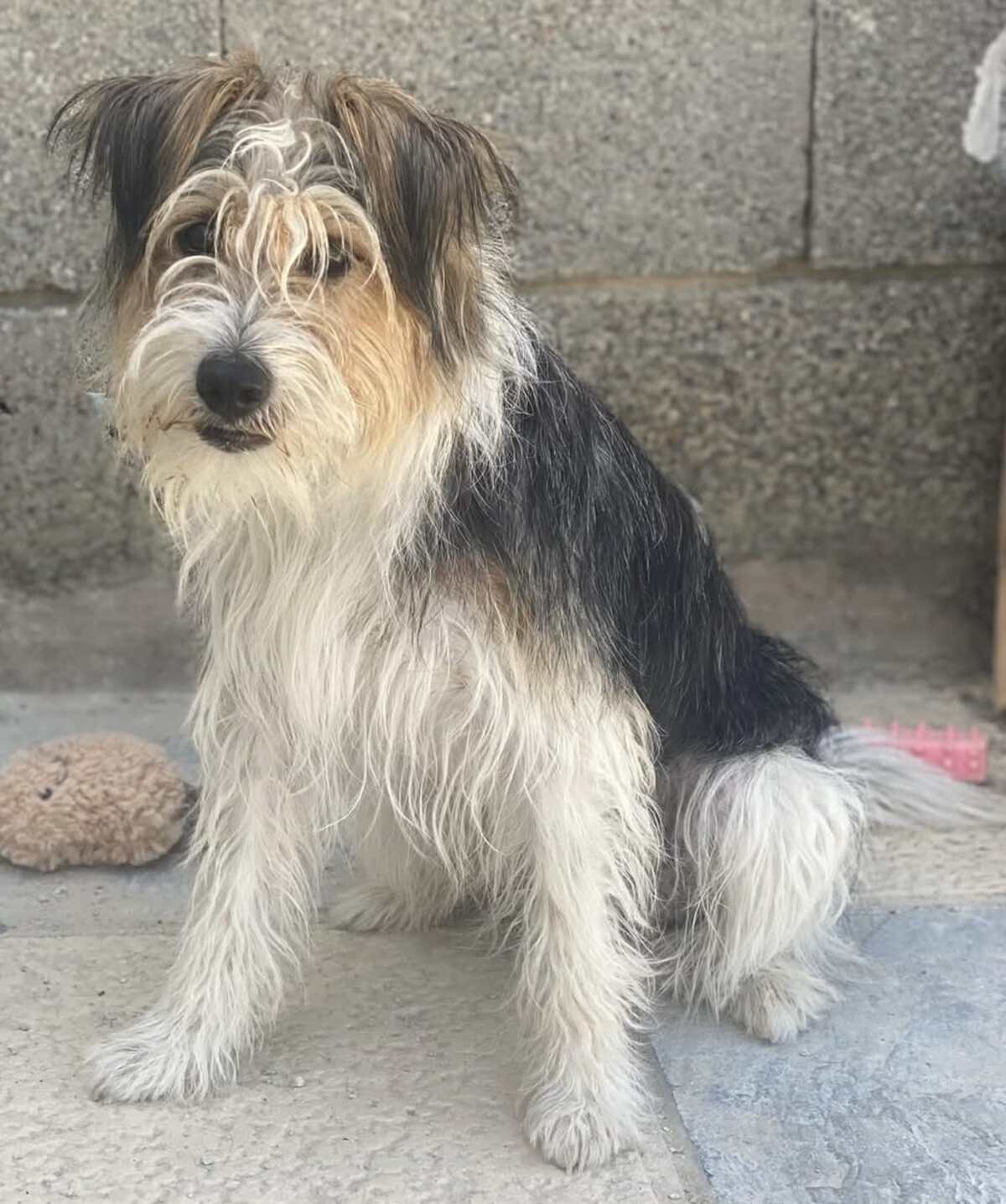 Adoption Mocho 
