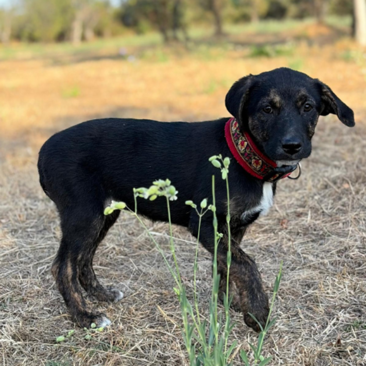 Adoption ZOOMIE