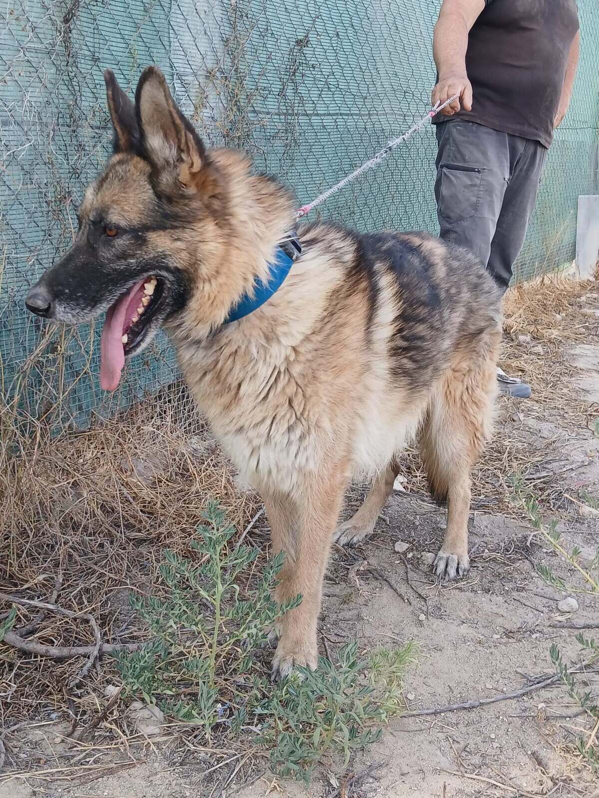 Adoption Ben
