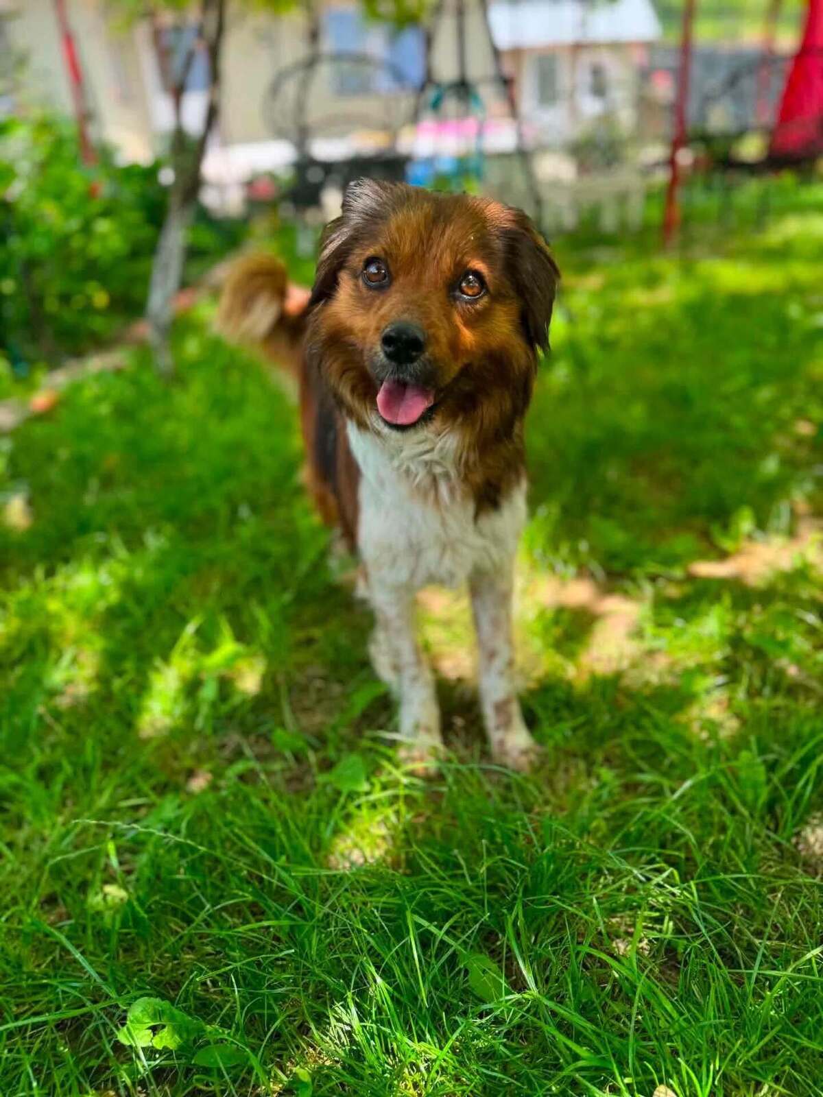 Adoption SUKI