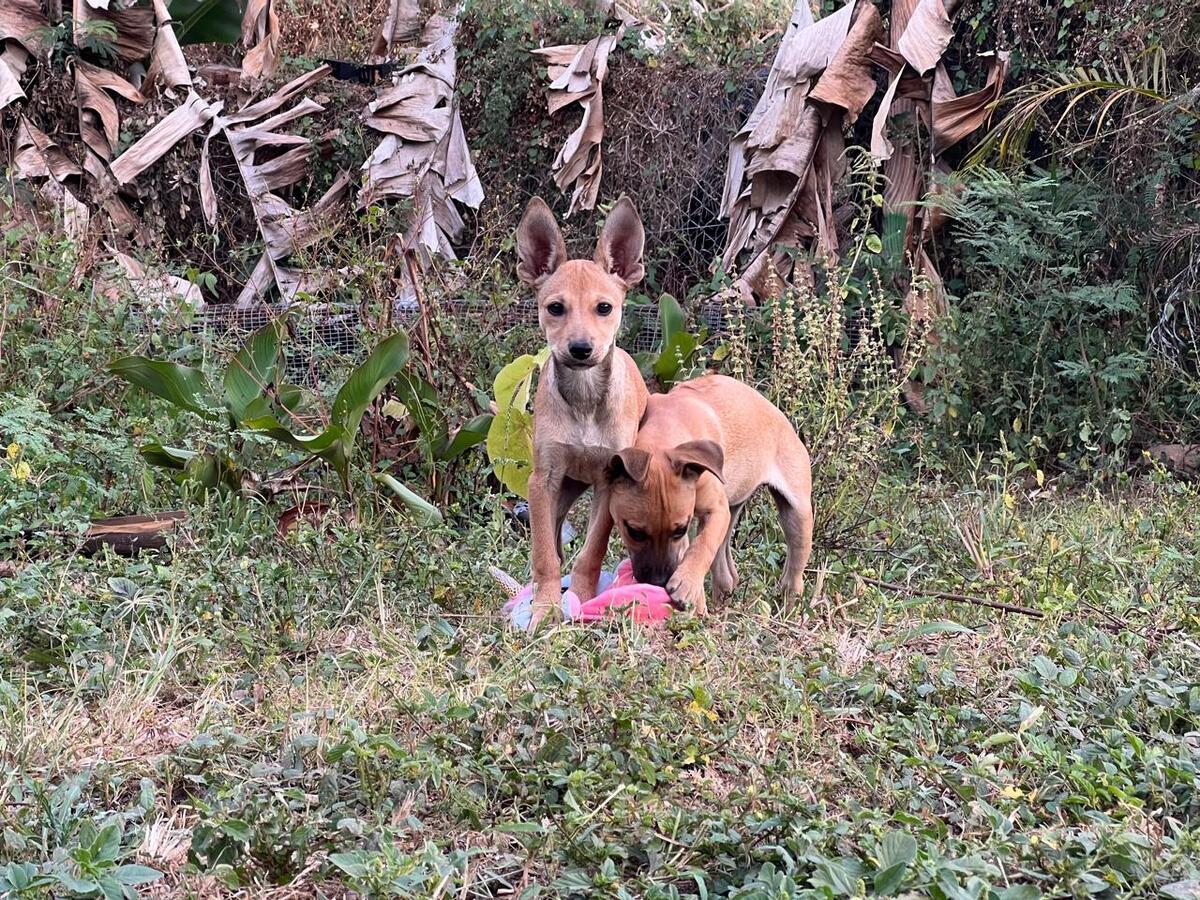 Adoption Hip