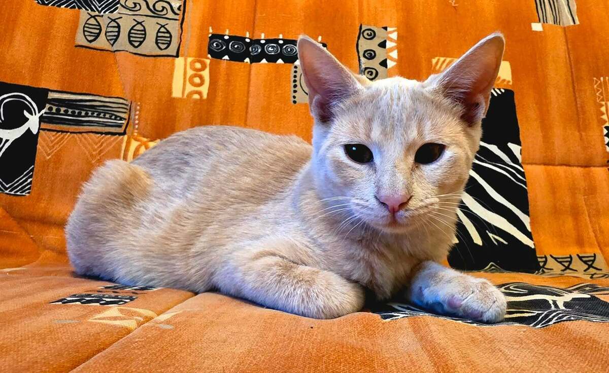Adoption Tao et Osis