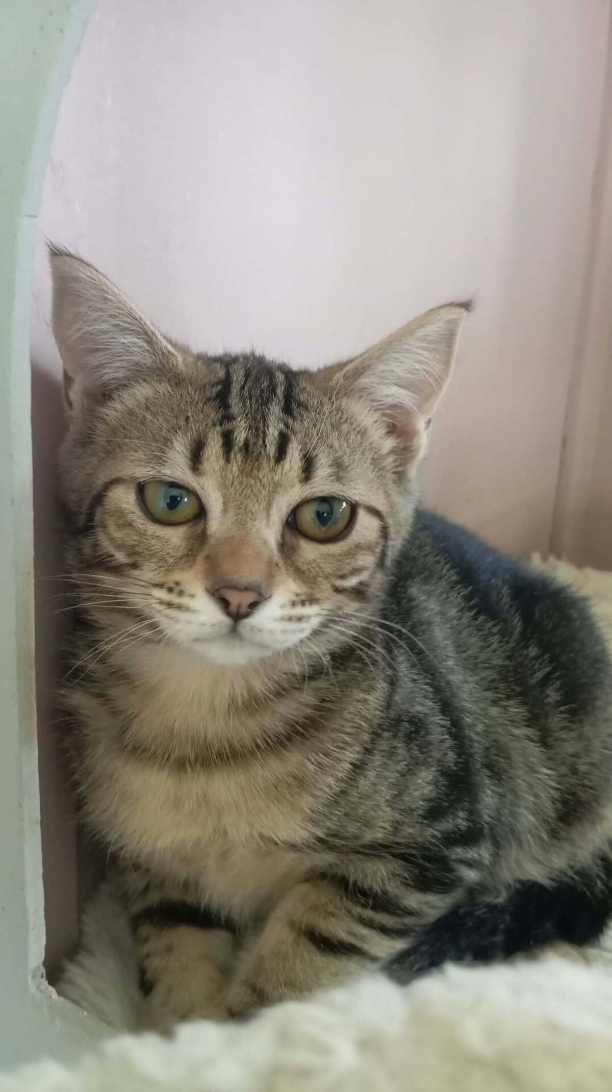 Adoption MATCHA