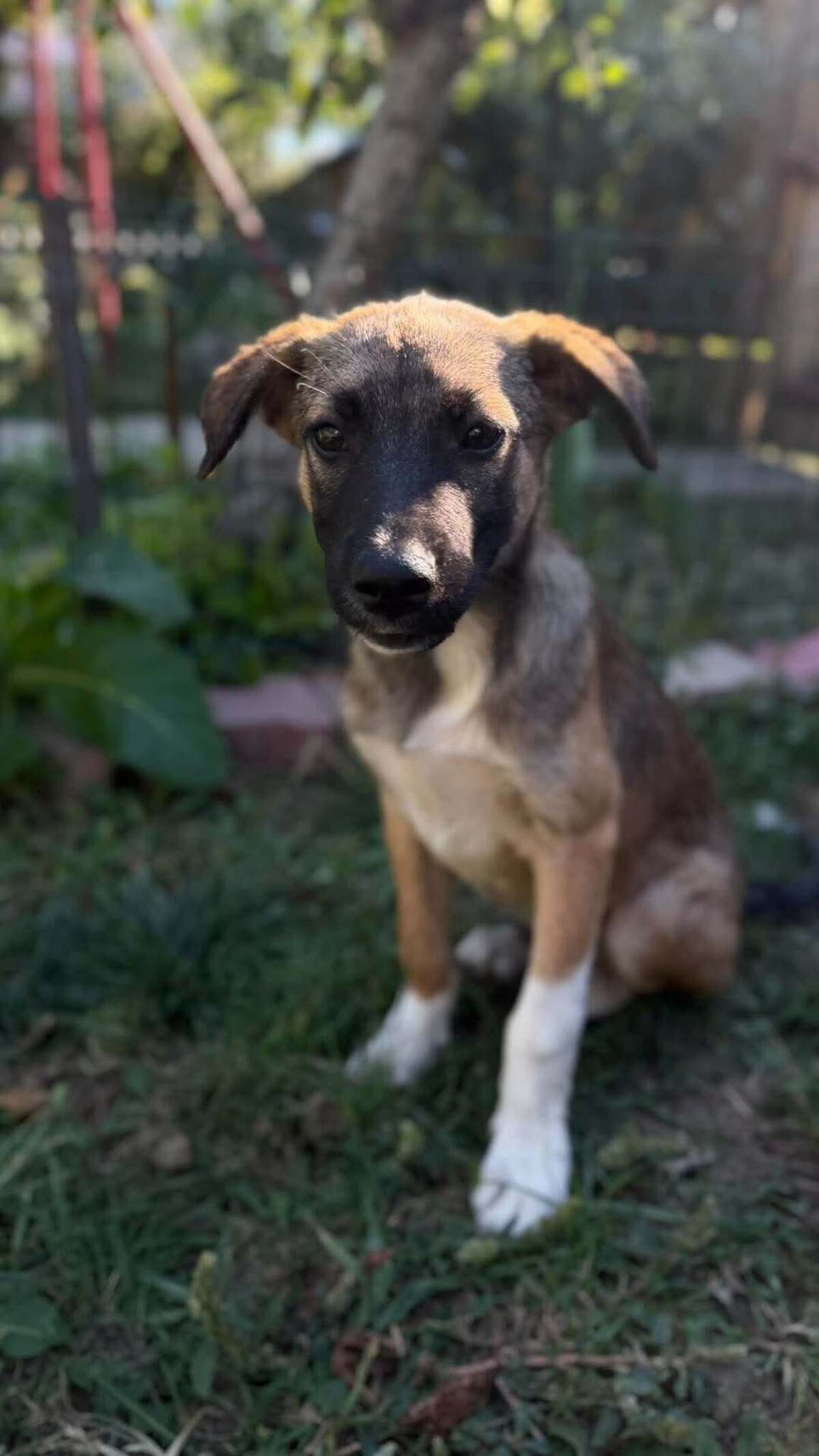 Adoption Saxo