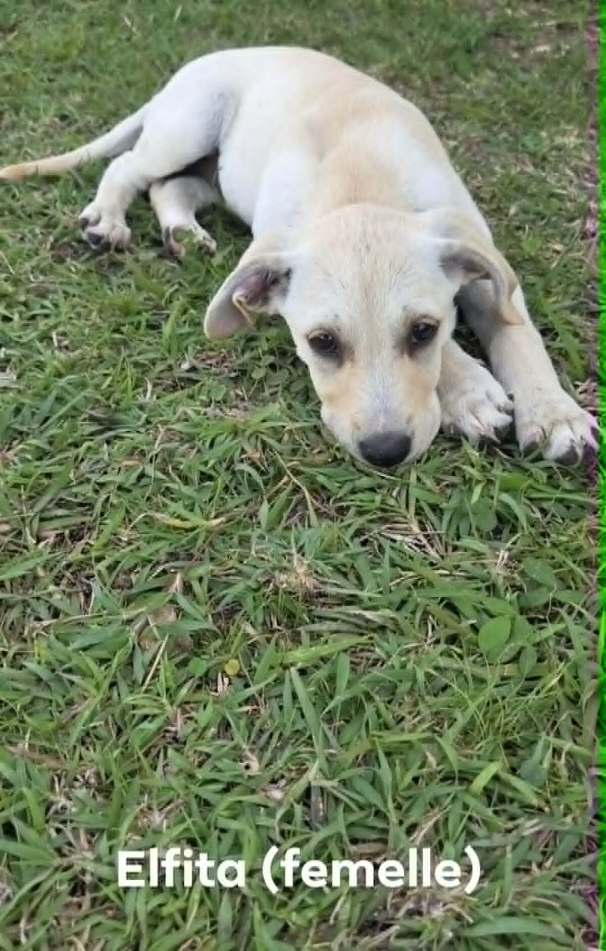 Adoption Elfi